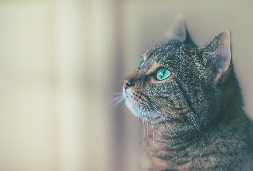 5 Fakta Unik Kucing yang Bikin Mereka Terlihat Semakin Menggemaskan