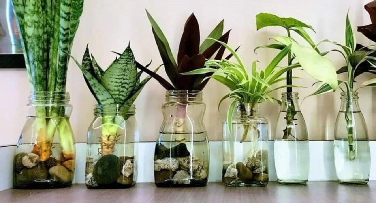 Rekomendasi 5 Tanaman Hias Hidroponik Paling Favorit untuk Dekorasi Rumah: Nuansa Rumah Jadi Adem Ayem