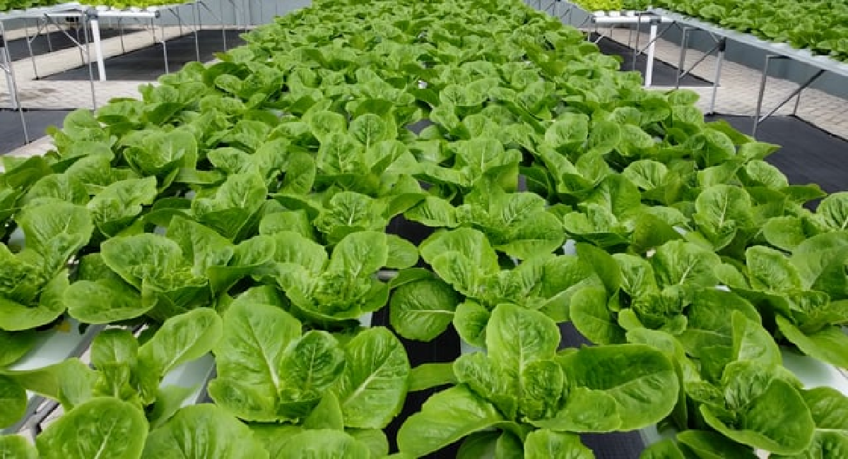 Ada beberapa Jenis Tanaman Hidroponik yang Sangat Mudah untuk Ditanam di Rumah