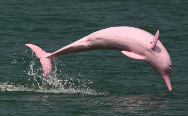 Heboh! Lumba-Lumba Pink Muncul di Pantai Do Son Vietnam, Pertanda Rezeki Segera Datang?