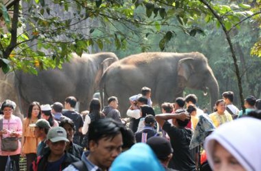 Obati Kangen, Taman Margasatwa Ragunan Adakan Wisata Virtual, Lihat Binatang via Live IG, Catat Jadwalnya ya