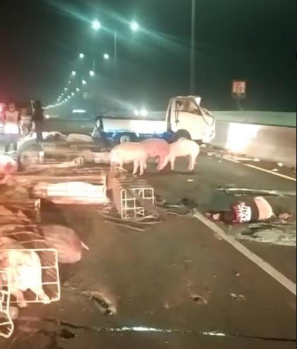 Duh, Puluhan Babi Lepas di Jalan Tol ini, Gegara Pikap Pengangkutnya Pecah Ban dan Terguling
