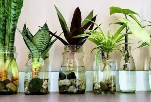 Rekomendasi 5 Tanaman Hias Hidroponik Paling Favorit untuk Dekorasi Rumah: Nuansa Rumah Jadi Adem Ayem