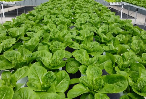 Ada beberapa Jenis Tanaman Hidroponik yang Sangat Mudah untuk Ditanam di Rumah