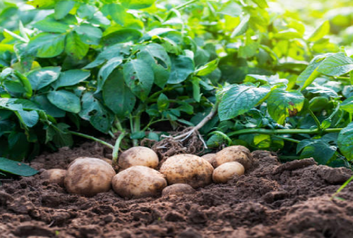 Sangat Mudah Menanam Kentang di Kebun Sendiri Untuk Pemula