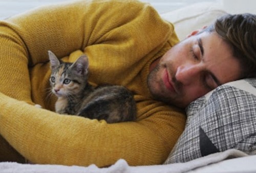 Masih Suka Tidur Bareng Kucing? Awas, 6 Bahaya ini Mengintai Anda Brosis, Nomor 4 Paling Ngeri Nih!