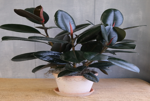 Bukan Sekadar Hiasan, Inilah Tanaman Pembawa Keberuntungan yang Banyak Dicari di Tahun 2026!