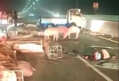 Duh, Puluhan Babi Lepas di Jalan Tol ini, Gegara Pikap Pengangkutnya Pecah Ban dan Terguling